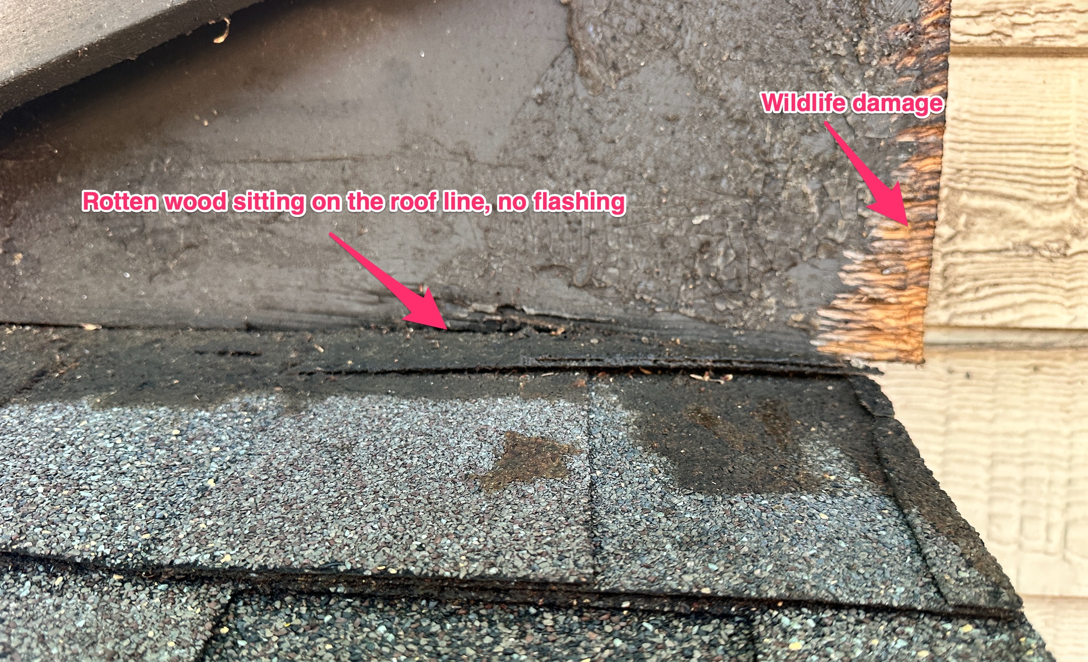 Rotten wood roofline damage from wildlife entry before repair in Dallas